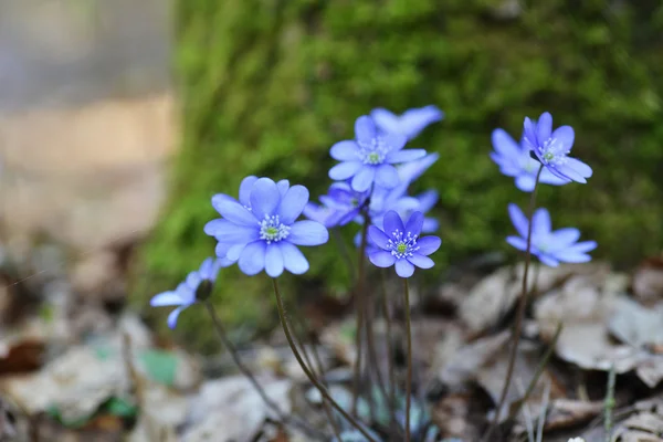 Blue flowers — Stock Photo, Image