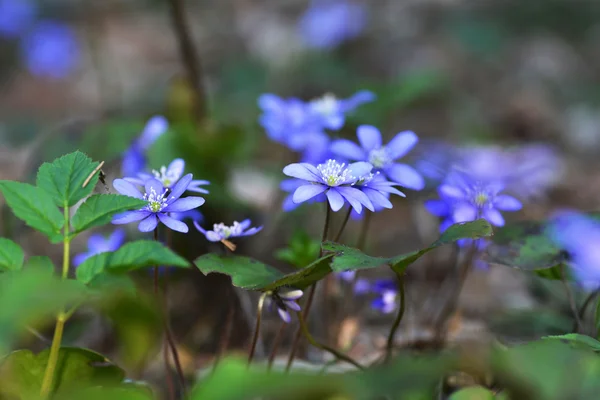 Blå blommor — Stockfoto