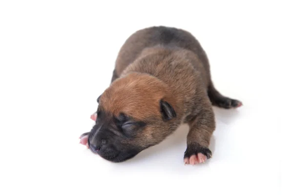 Şirin köpek. — Stok fotoğraf