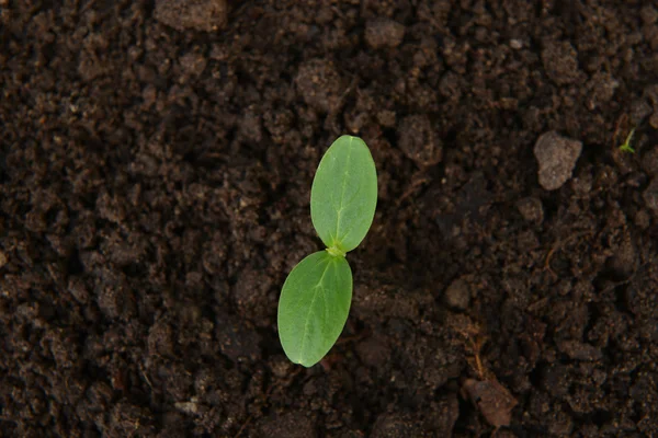 Plántulas de pepino verde — Foto de Stock