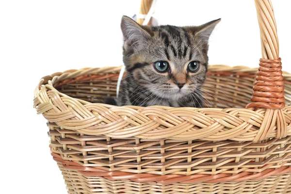 Malá roztomilá kočka — Stock fotografie