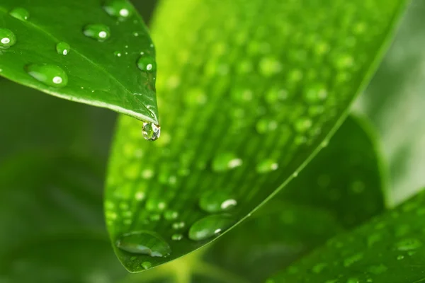 Green plant leaf — Stock Photo, Image