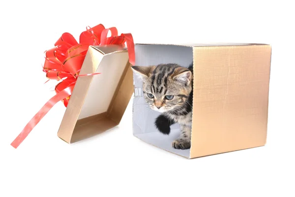 Puppy in gift box Stock Photo by ©Taden1 80604536