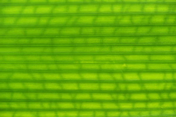 Texture green leaf — Stock Photo, Image