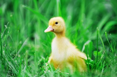 Yeşil çimenlerin üzerinde ördek yavrusu