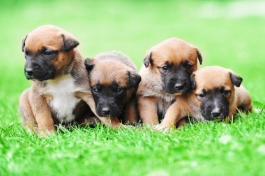 yavru çoban Belçikalı malinois