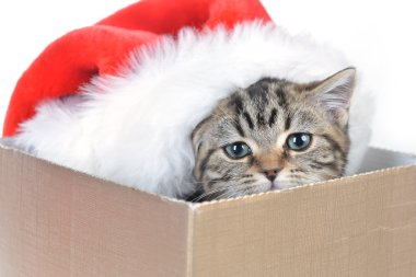 Noel Baba şapkası ile yavru kedi