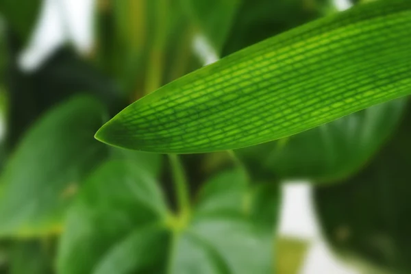 Zelená rostlina list — Stock fotografie