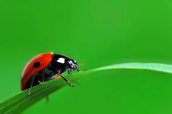 Coccinella sull'erba — Foto Stock