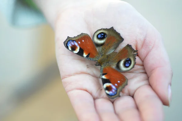 Papillon hirondelle — Photo