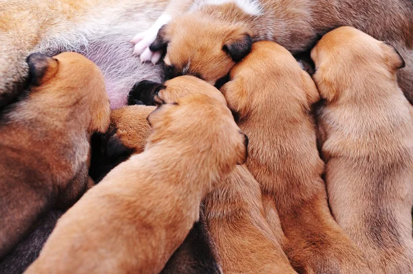 Female dog  with puppies — Stock Photo, Image