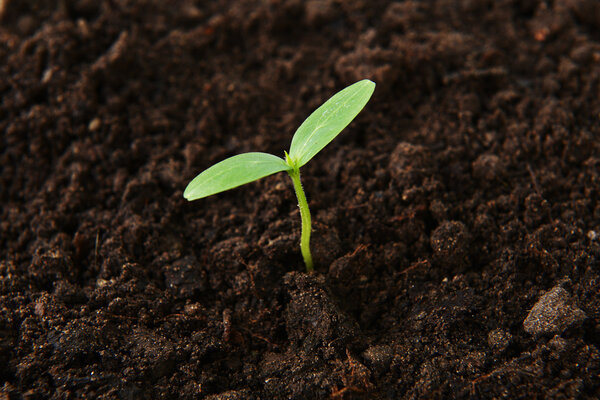 green cucumber seedling