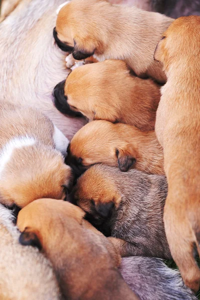 Cane femmina con cuccioli — Foto Stock