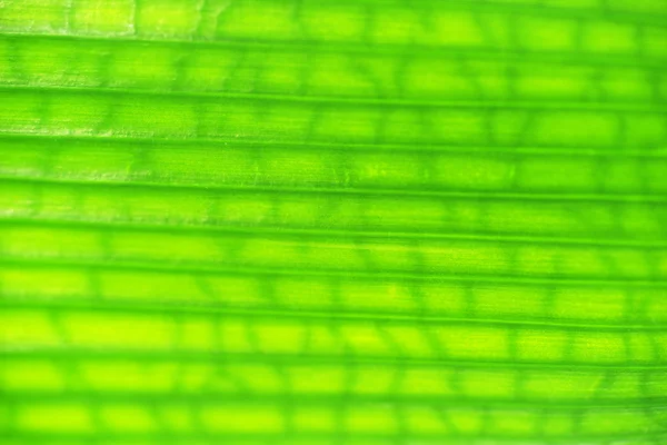 Textura hoja verde — Foto de Stock