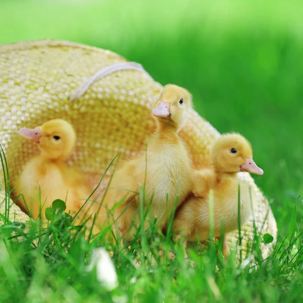 Pluizig eendjes — Stockfoto