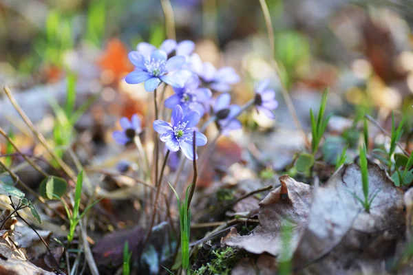 Blauwe bloemen — Stockfoto