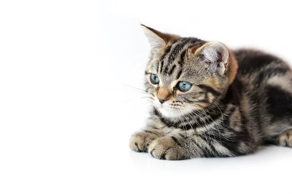 Gatinho engraçado — Fotografia de Stock