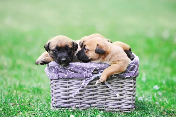 Puppies belgian shepherd malinois — Stock Photo, Image