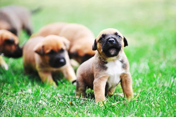 Puppies belgian shepherd malinois — Stock Photo, Image