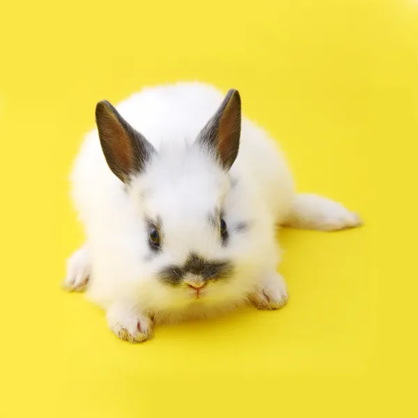 Small rabbit — Stock Photo, Image