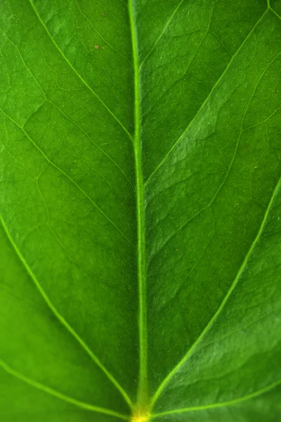 Grünes Blatt — Stockfoto