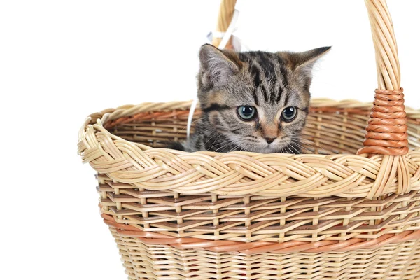 Piccolo gatto carino — Foto Stock