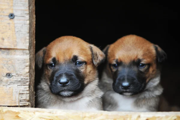 Cachorros pastor belga malinois — Fotografia de Stock