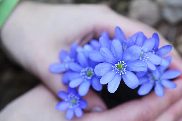 Fleurs bleues — Photo