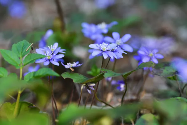 Blauwe bloemen — Stockfoto