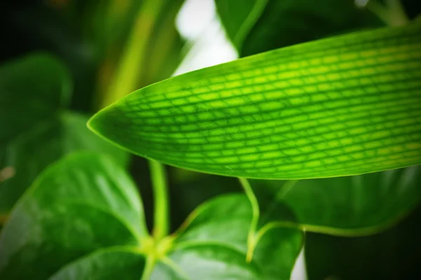 Grönt växtblad — Stockfoto