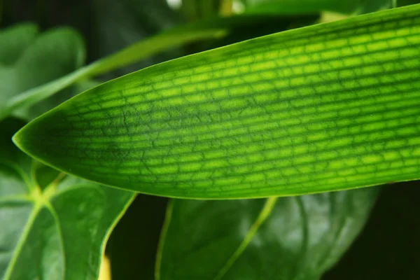 緑の植物の葉 — ストック写真