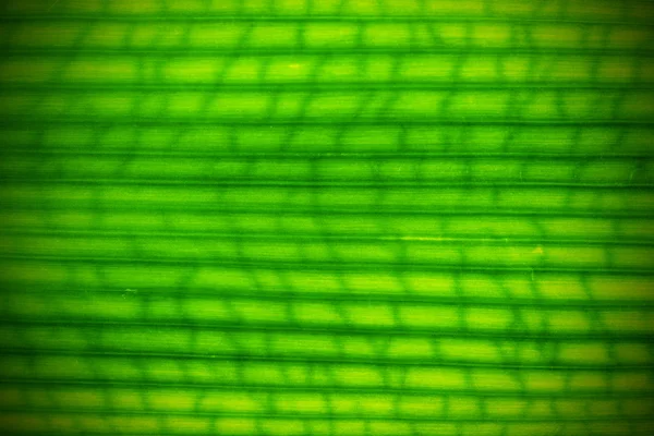 Textura folha verde — Fotografia de Stock