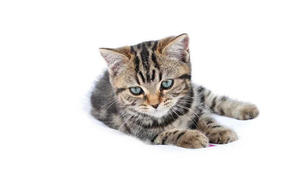 Gatinho engraçado — Fotografia de Stock