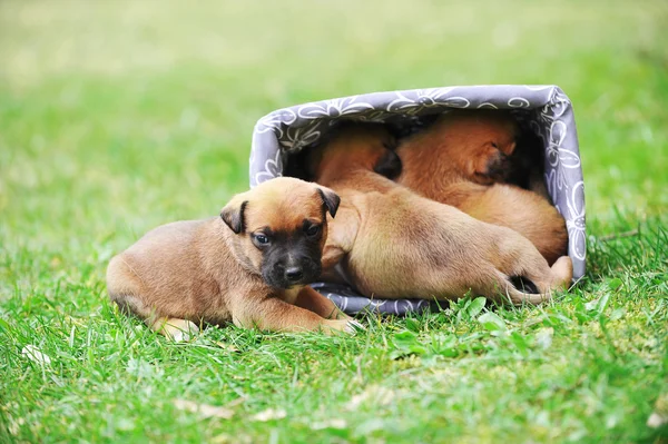 Puppies belgian shepherd malinois — Stock Photo, Image