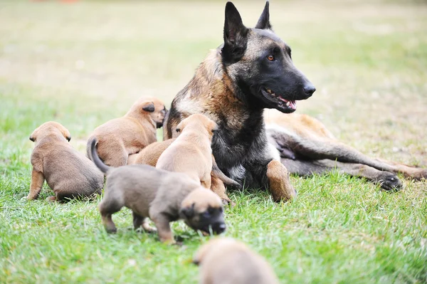 Female dog  with puppies — Stock Photo, Image