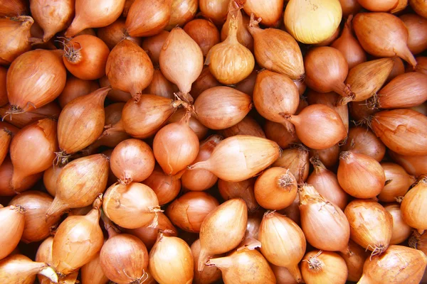  ampul soğan