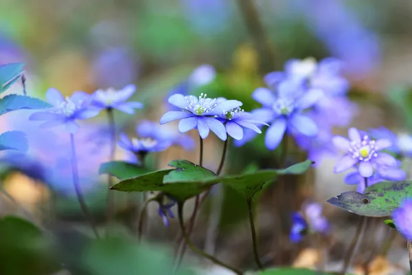 Hepatica en fleurs — Photo
