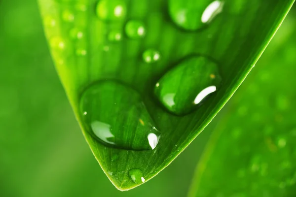 Foglia vegetale verde — Foto Stock