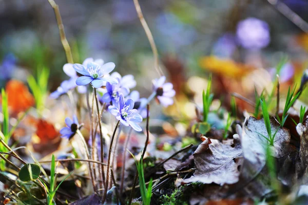 Kvetoucí podléška — Stock fotografie