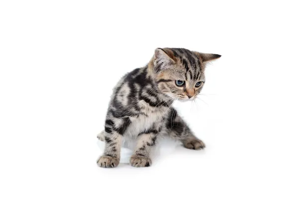 Kis aranyos macska — Stock Fotó
