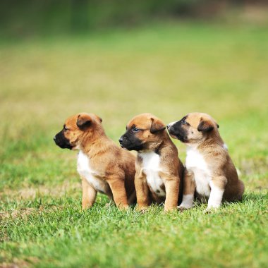yavru çoban Belçikalı malinois