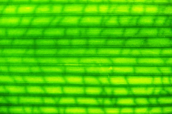 Textura folha verde — Fotografia de Stock