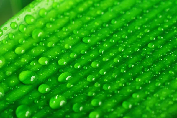 Groene plant blad — Stockfoto