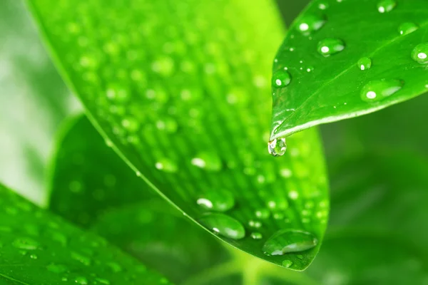 Grünes Pflanzenblatt — Stockfoto