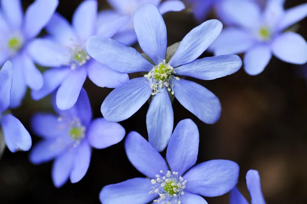 Fleurs bleues — Photo