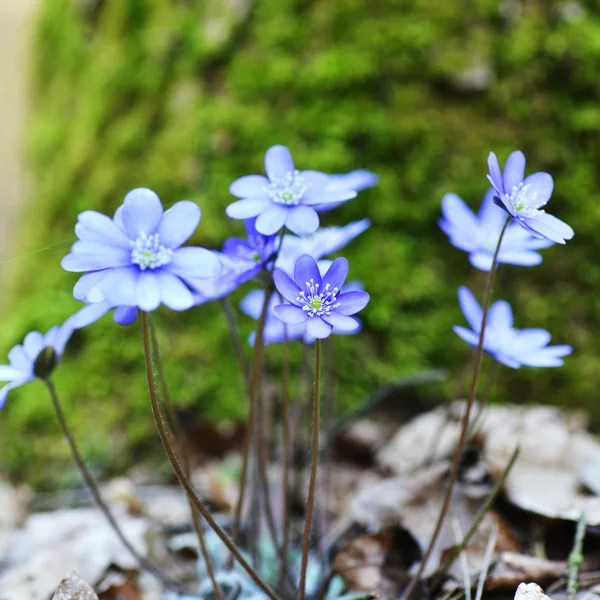 Blue flowers — Stock Photo, Image