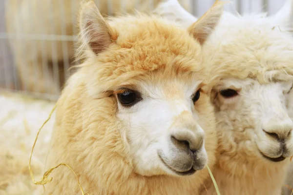 Two fluffy alpacas — Stock Photo, Image