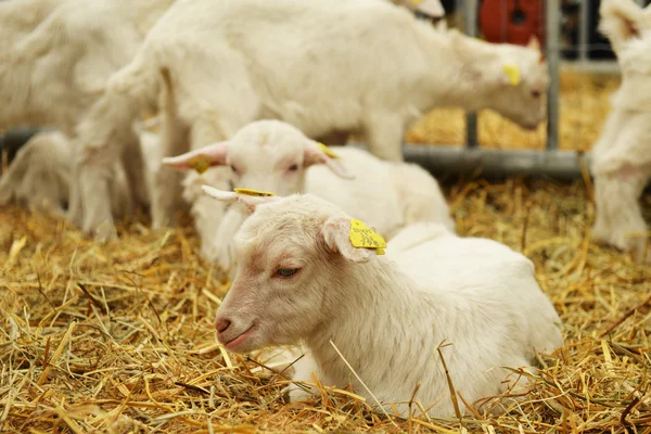 Goat on straw — Stock Photo, Image