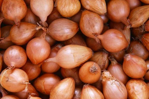 Bulb onions — Stock Photo, Image