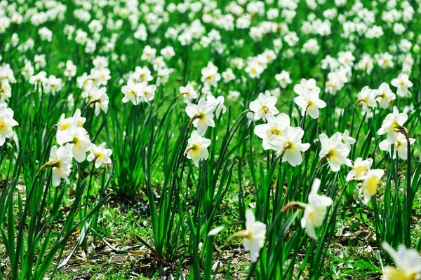 Daffodil branco — Fotografia de Stock